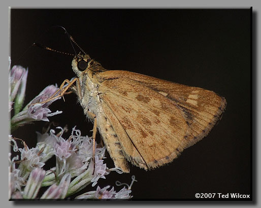 Carolina Roadside-Skipper (Amblyscirtes carolina)