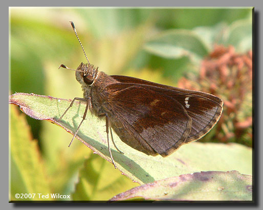 Clouded Skipper (Lerema accius)