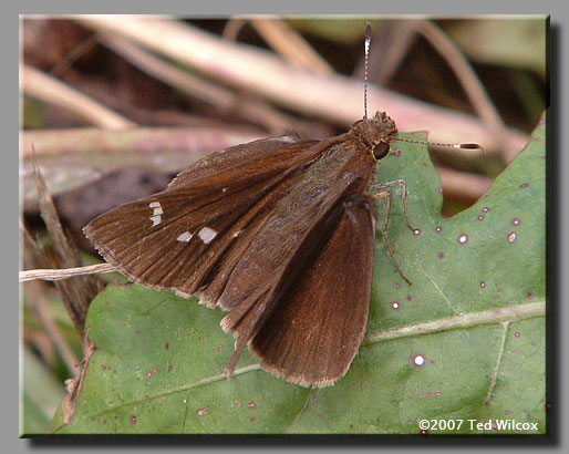 Clouded Skipper (Lerema accius)