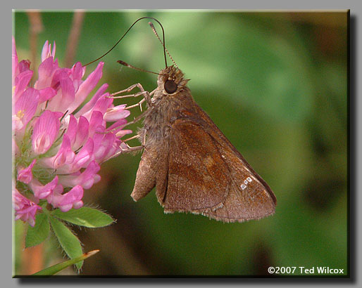 Clouded Skipper (Lerema accius)