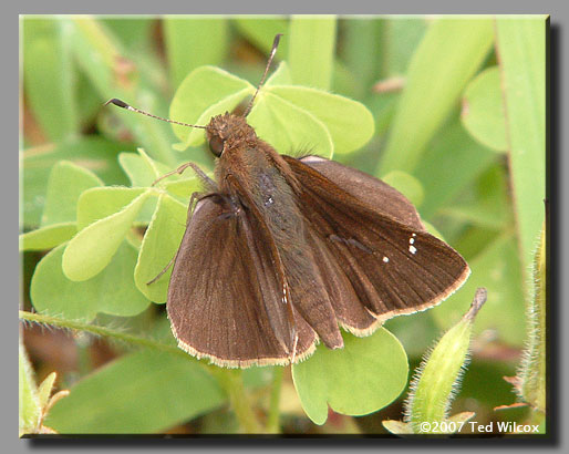 Clouded Skipper (Lerema accius)