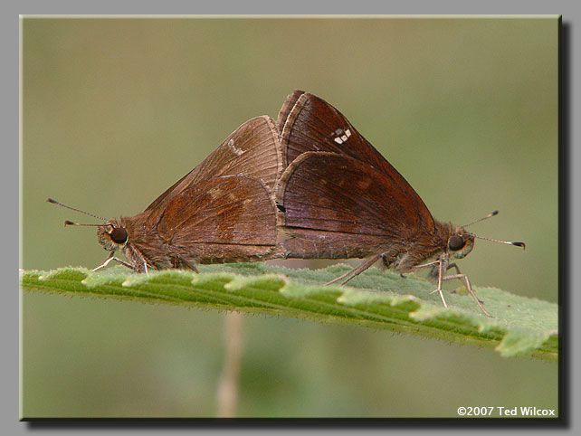 Clouded Skipper (Lerema accius)