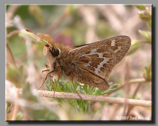 Cobweb Skipper (Hesperia metea)