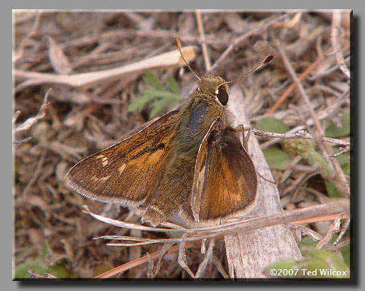 Cobweb Skipper (Hesperia metea)