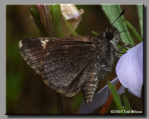 Common Roadside-Skipper (Amblyscirtes vialis)