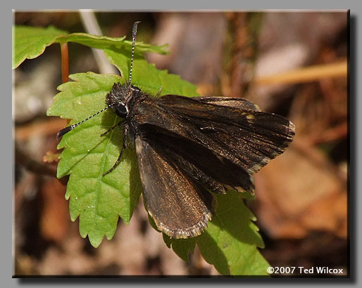 Common Roadside-Skipper (Amblyscirtes vialis)