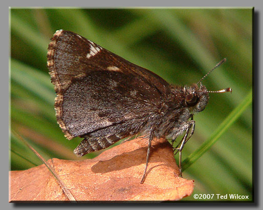 Common Roadside-Skipper (Amblyscirtes vialis)