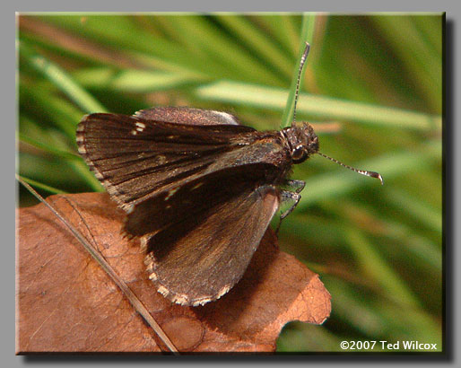 Common Roadside-Skipper (Amblyscirtes vialis)