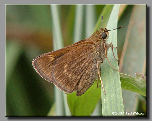 Crossline Skipper (Polites origenes)