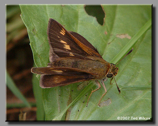 Crossline Skipper (Polites origenes)