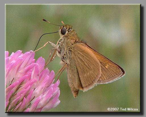 Crossline Skipper (Polites origenes)