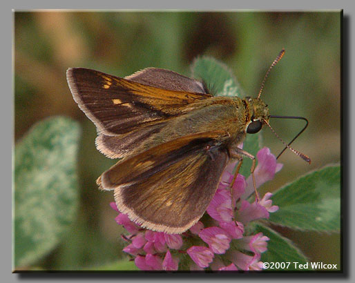 Crossline Skipper (Polites origenes)