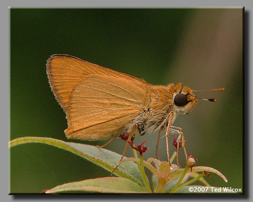 Delaware Skipper (Anatrytone logan)