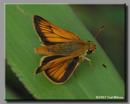 Delaware Skipper (Anatrytone logan)