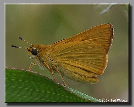 Delaware Skipper (Anatrytone logan)