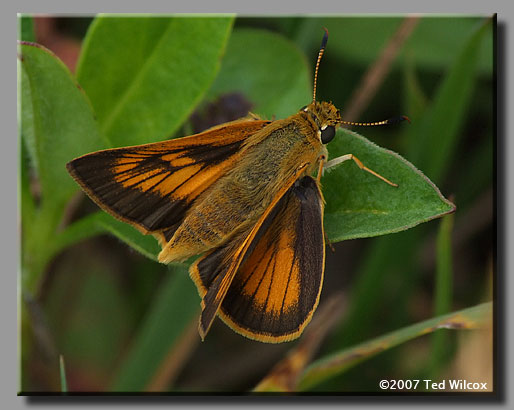 Delaware Skipper (Anatrytone logan)