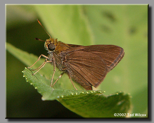 Dun Skipper (Euphyes vestris)