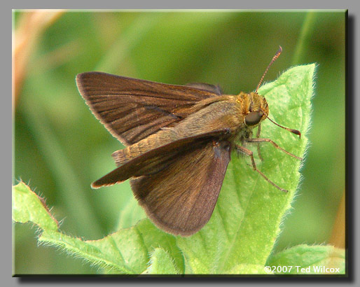 Dun Skipper (Euphyes vestris)