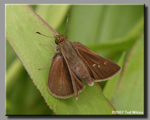 Dun Skipper (Euphyes vestris)