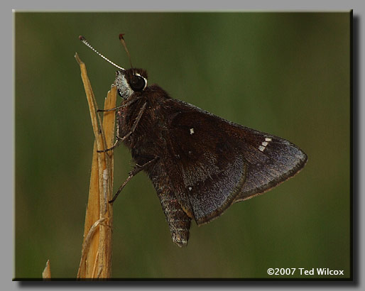 Dusted Skipper (Atrytonopsis hianna)