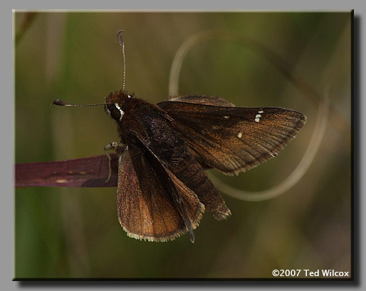 Dusted Skipper (Atrytonopsis hianna)