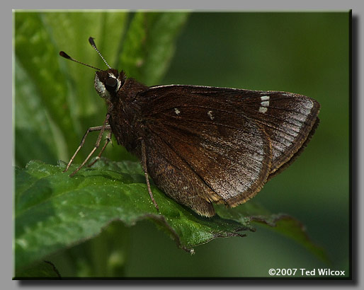 Dusted Skipper (Atrytonopsis hianna)