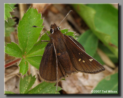 Dusted Skipper (Atrytonopsis hianna)