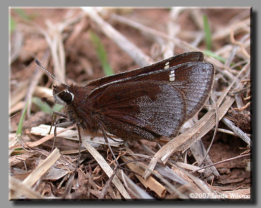 Dusted Skipper (Atrytonopsis hianna)