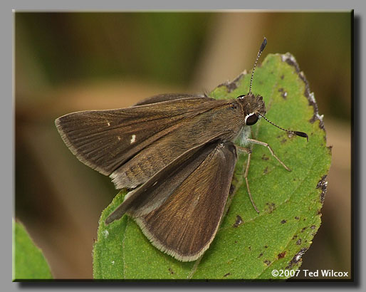 Eufala Skipper (Lerodea eufala)