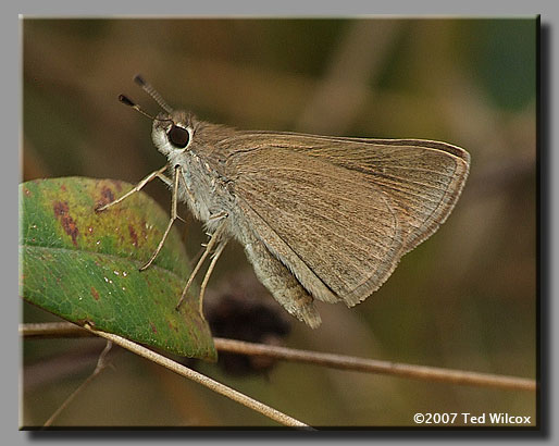 Eufala Skipper (Lerodea eufala)