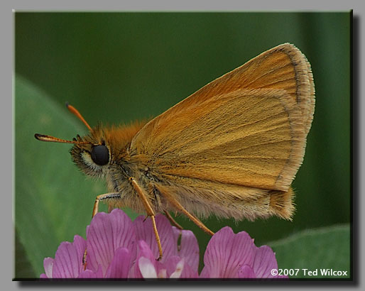 European Skipper (Thymelicus lineola)