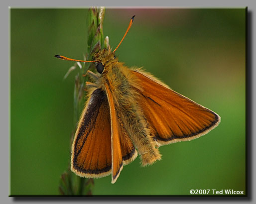 European Skipper (Thymelicus lineola)