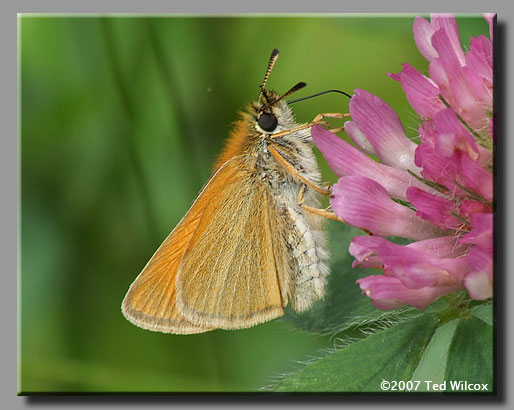 European Skipper (Thymelicus lineola)