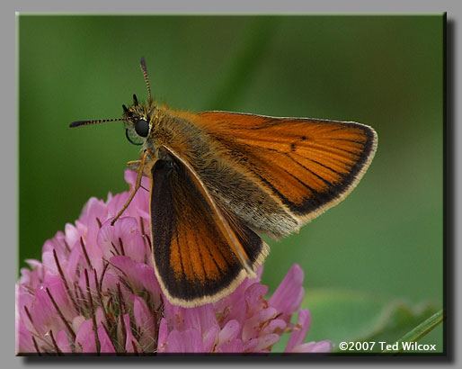 European Skipper (Thymelicus lineola)