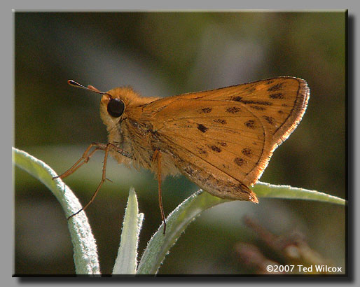 Fiery Skipper (Hylephila phyleus)