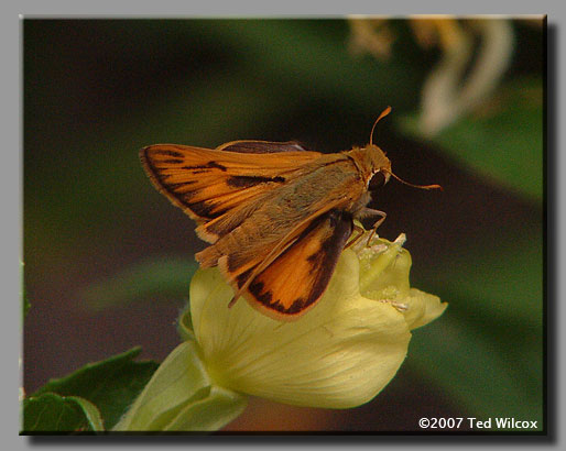 Fiery Skipper (Hylephila phyleus)