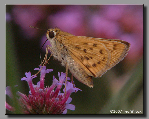 Fiery Skipper (Hylephila phyleus)