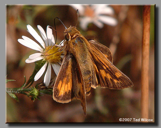 Fiery Skipper (Hylephila phyleus)