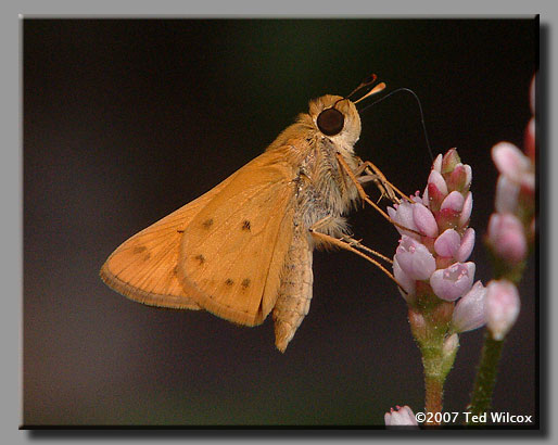 Fiery Skipper (Hylephila phyleus)