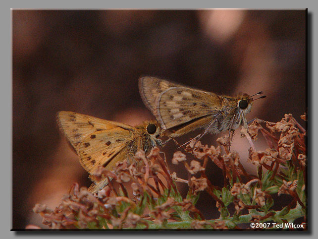 Fiery Skipper (Hylephila phyleus)