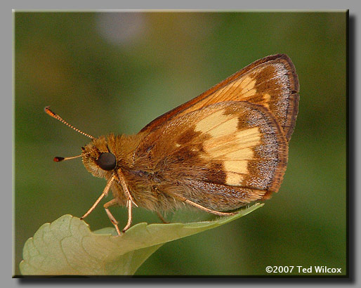 Hobomok Skipper (Poanes hobomok)