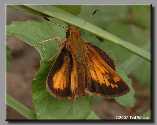 Hobomok Skipper (Poanes hobomok)