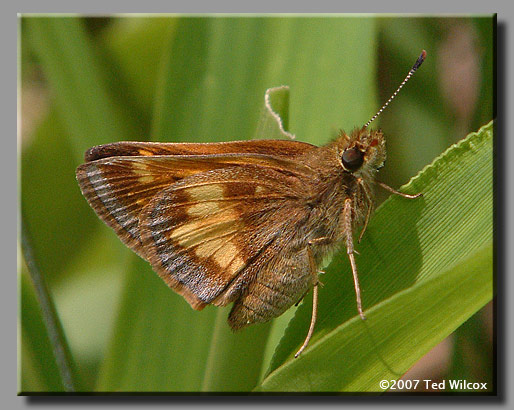 Hobomok Skipper (Poanes hobomok)