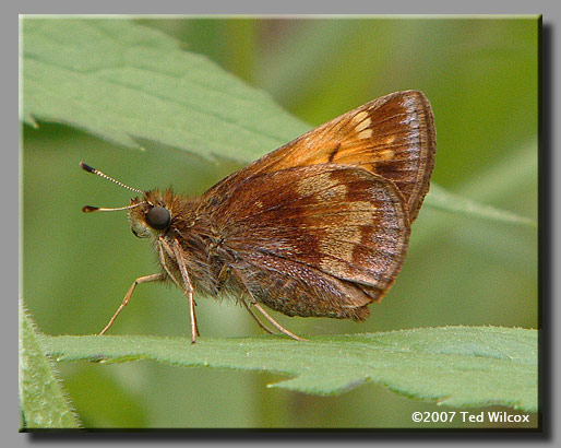 Hobomok Skipper (Poanes hobomok)