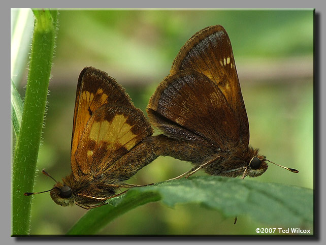 Hobomok Skipper (Poanes hobomok)