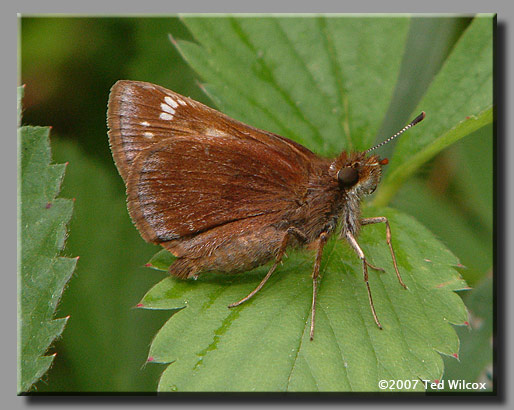 Hobomok Skipper (Poanes hobomok)