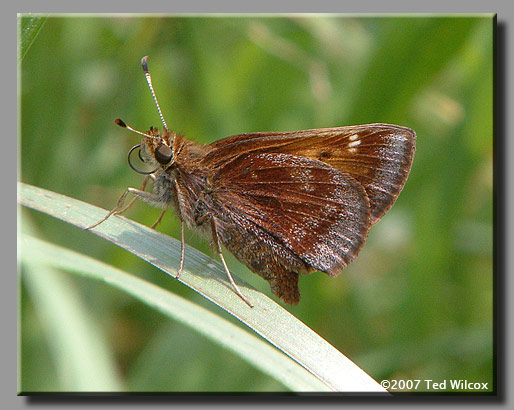 Hobomok Skipper (Poanes hobomok)