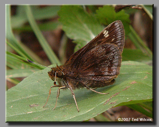 Hobomok Skipper (Poanes hobomok)