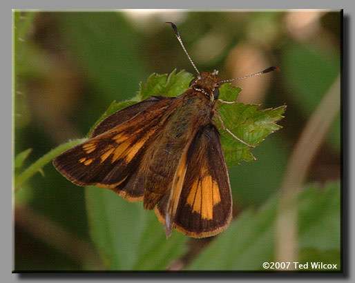 Hobomok Skipper (Poanes hobomok)