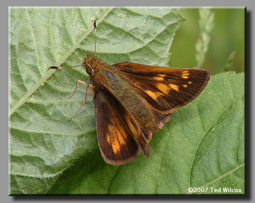 Hobomok Skipper (Poanes hobomok)